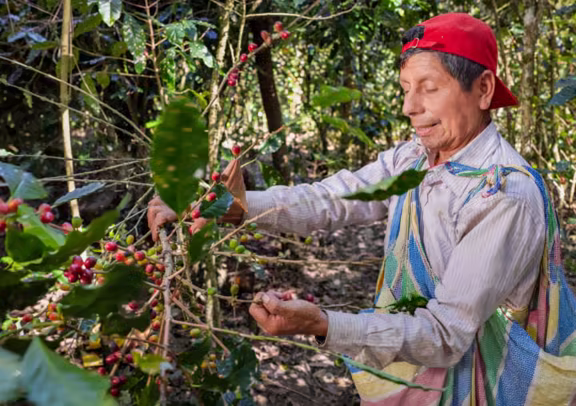 Image Visite d’une plantation de café à Huayopata